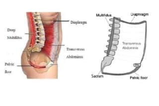 CHEK - musculatura abdominala si miscari